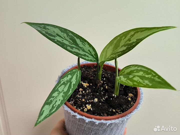 Аглаонемы редкие сорта