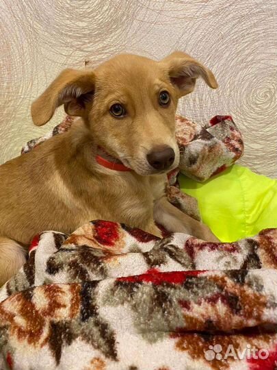 Щенок мальчик