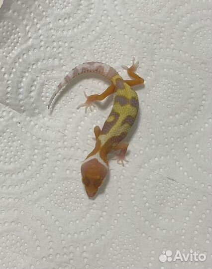 Пятнистый эублефар