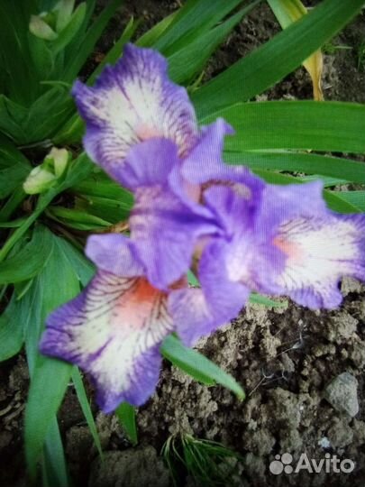Ирисы карликовые
