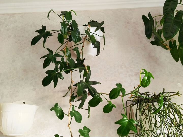 Филолендрон гитаровидный