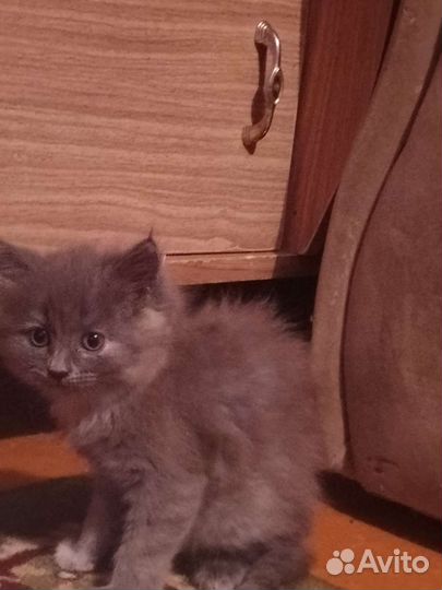 Кошка в дар бесплатно