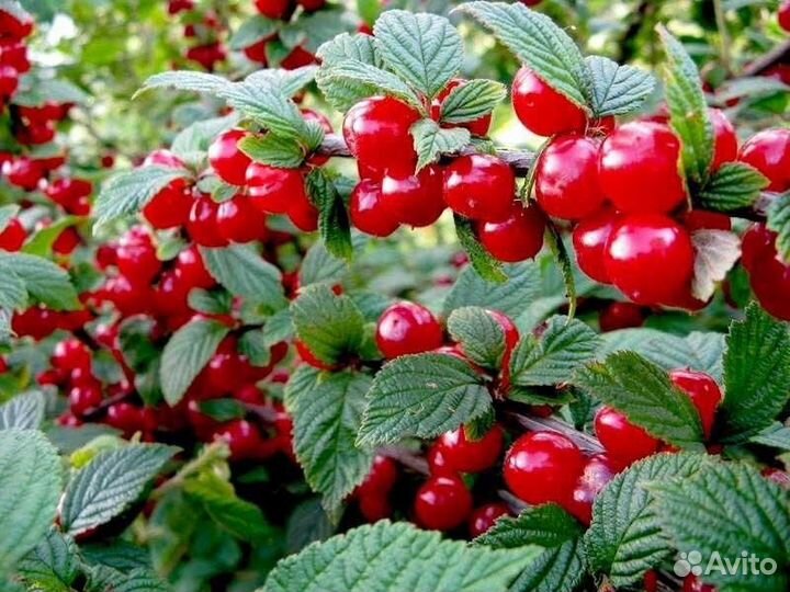 Жимолость, вишня, малина