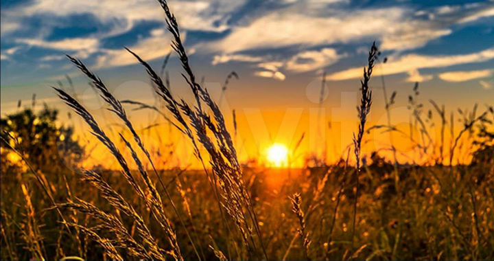 Участок 50 га (СНТ, ДНП)