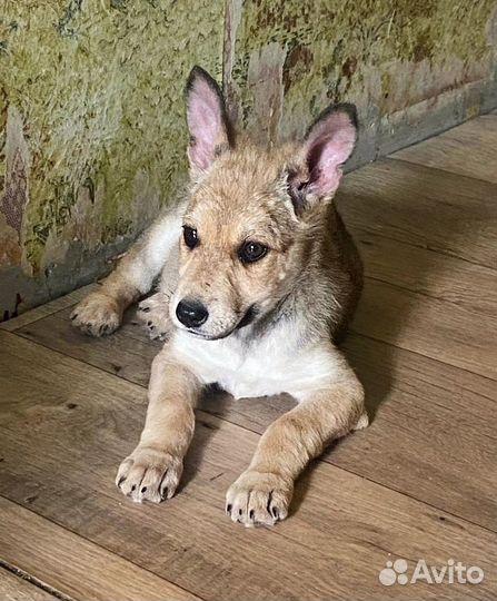 Щенок девочка в добрые руки