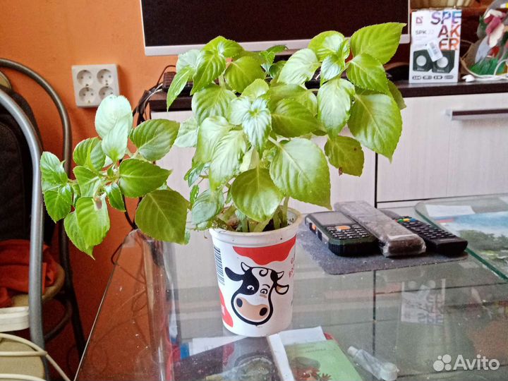 Бальзамин розовый - Ванька-мокрый