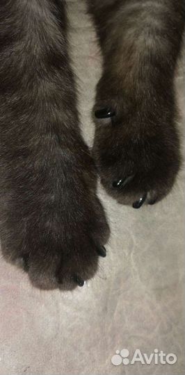 Антицарапки, защитные колпачки, когти для кошек