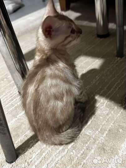 Бенгальская