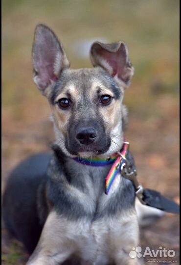 Ищет дом не крупный пёсик Спарки