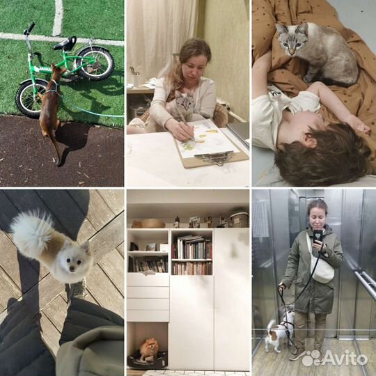 Передержка животных