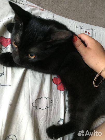 Котенок мальчик