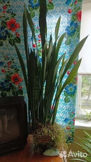 Сансевиерия тещин язык