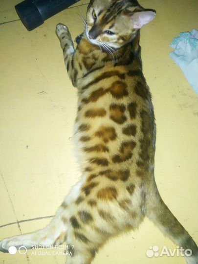 Бенгальский леопард