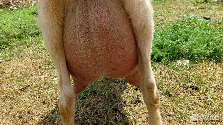 Коза дойная