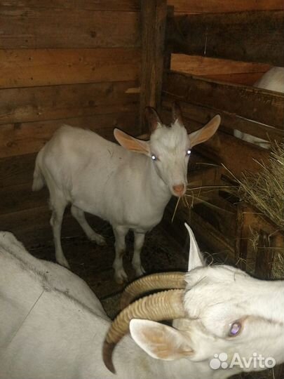 Продаются козочки и козлик