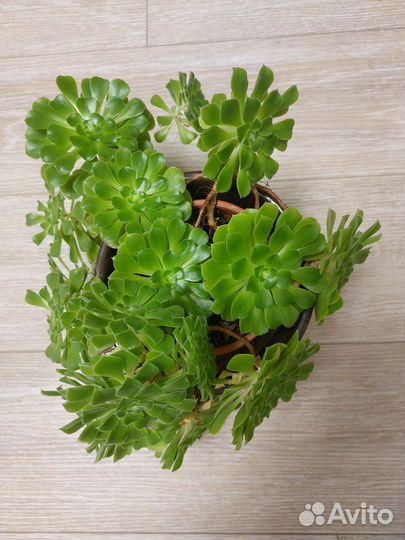 Домашние цветы