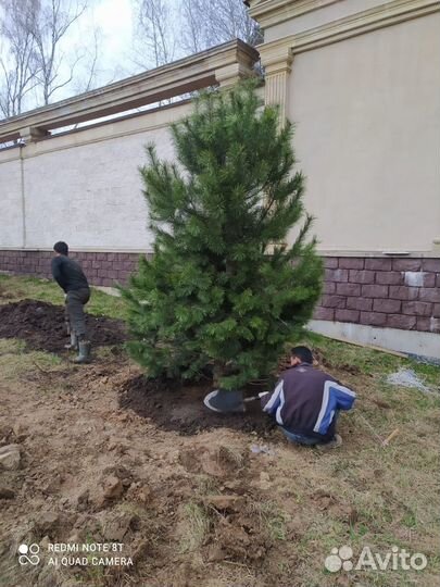 Сосна / Ель обыкновенная