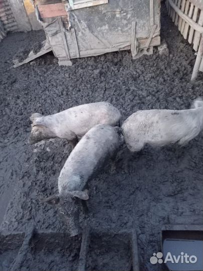 Свиньи поросята