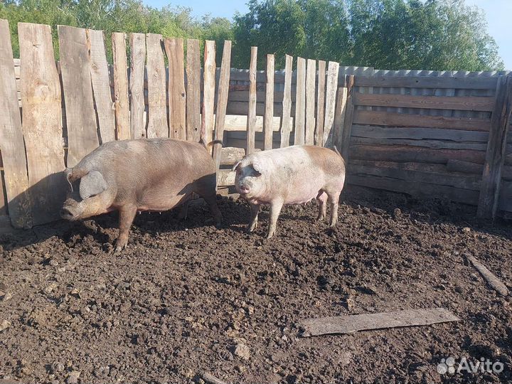 Свиноматки