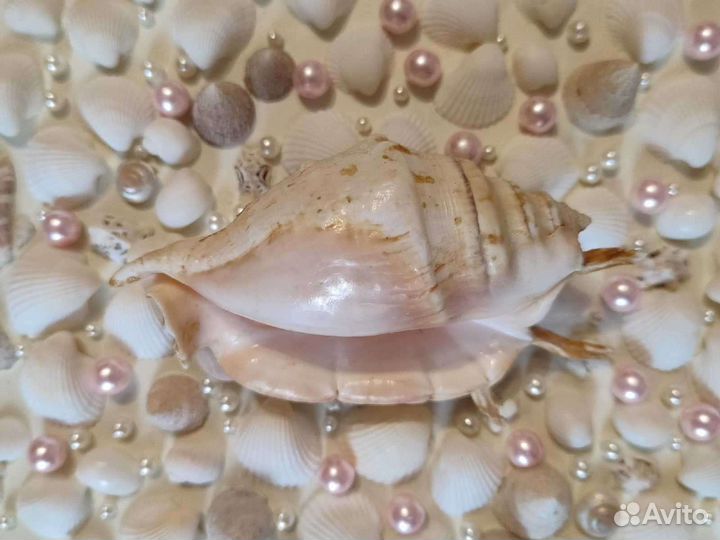 Ракушки Ламбис Ламбис и Кроката