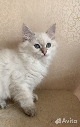 Невская маскарадная