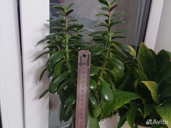 Толстянка (денежное дерево)