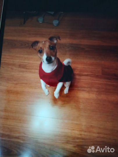 Джек Рассел терьер