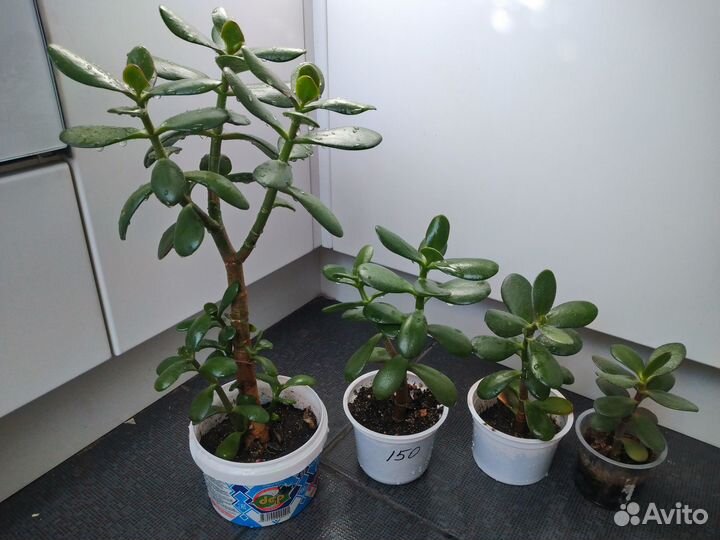 Крассула денежное дерево