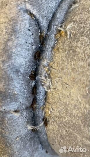 Уничтожение клопов,тараканов