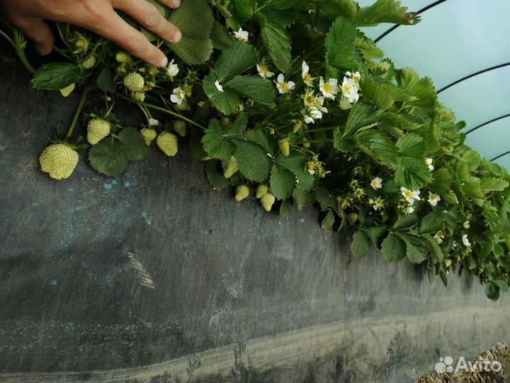 Рассада Клубники