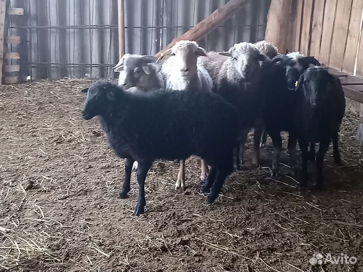 Овцы, бараны ягнята