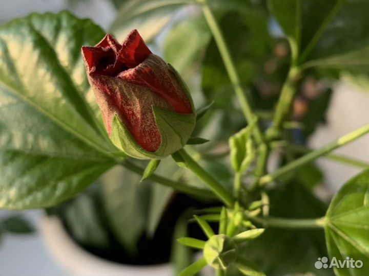 Гибискус / китайская роза