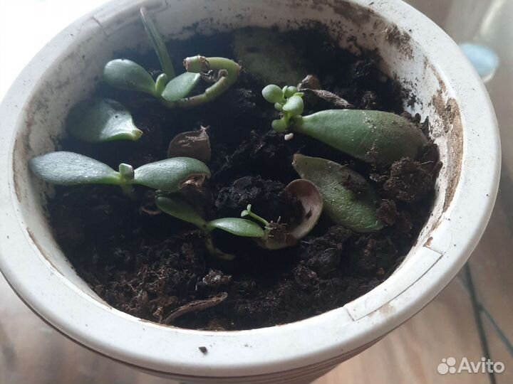 Алоэ, толстянка, каланхоэ и хлорофитум