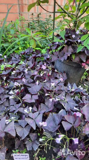 Кислица оксалис фиолетовая крупные кустики