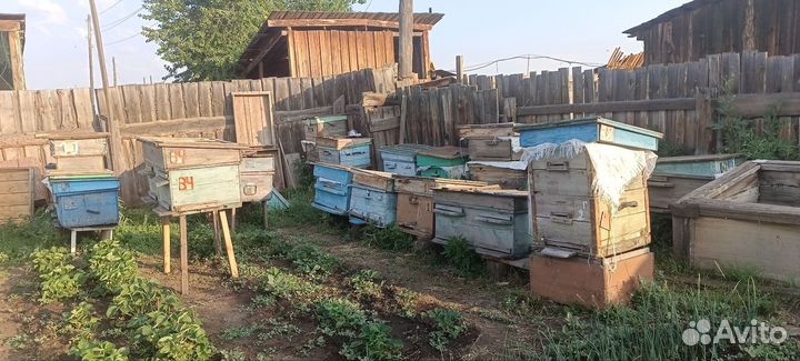 Пчелосемьи