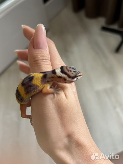 Геккон эублефар мальчик