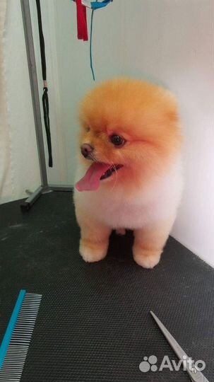 Полный груминг дом. любимцев