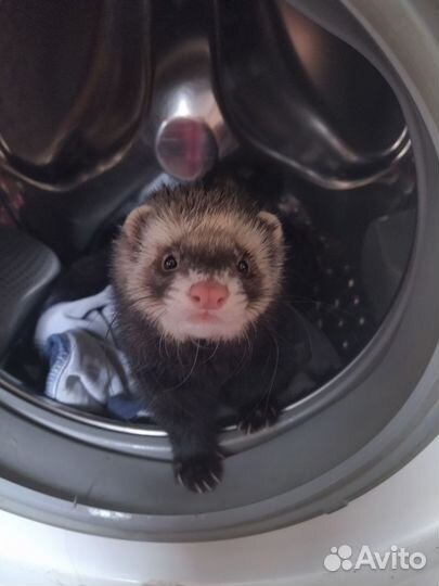 Хорек вязка