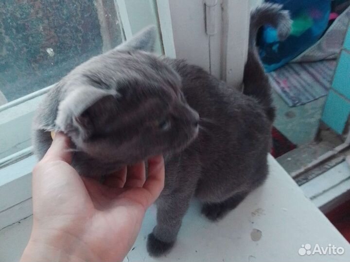 Британец в добрые руки