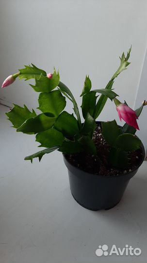 Цветок декабрист