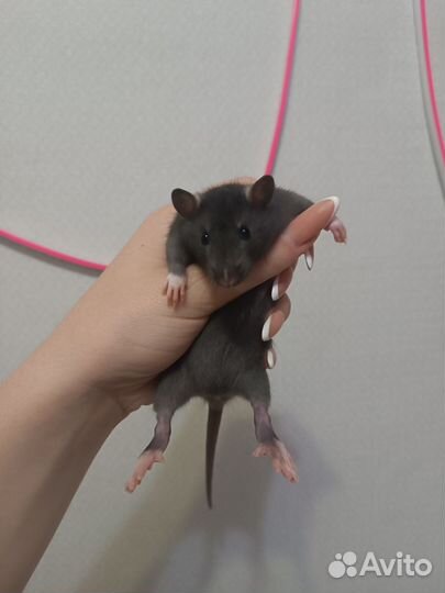 Крысята дамбо