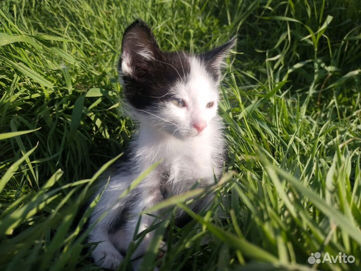 Котёнок 1,5 месяца, мальчик