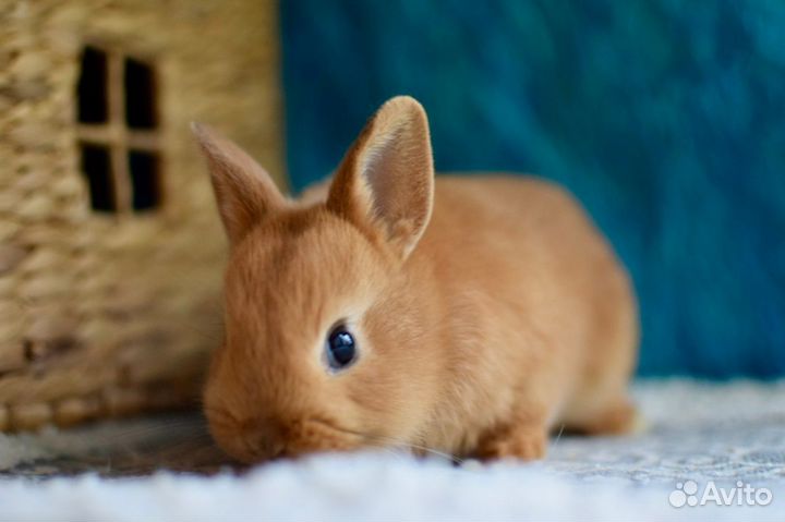 Пушистое счастье. Карликовые, декоративные кролики