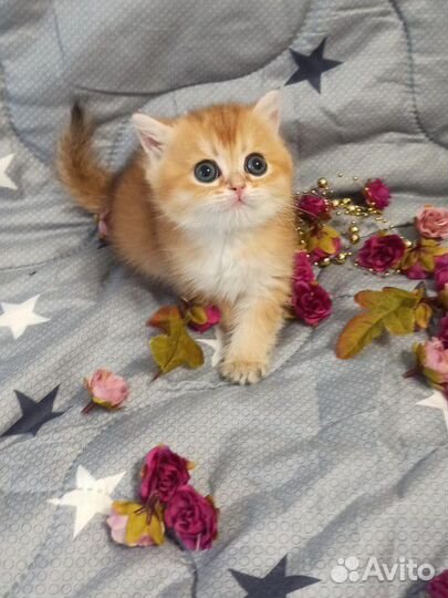 Кошки породистые