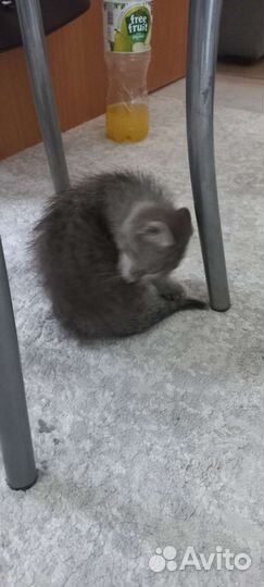 Кошка в дар