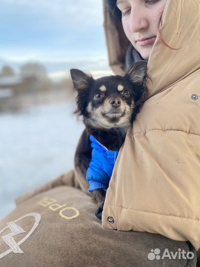 Мини той-терьер девочка ищет мужчину своей мечты