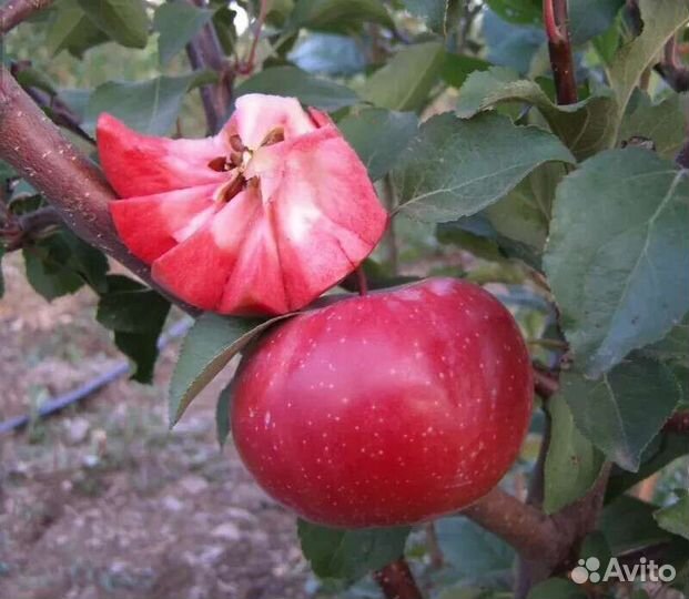 Саженцы яблони Байя Мориса