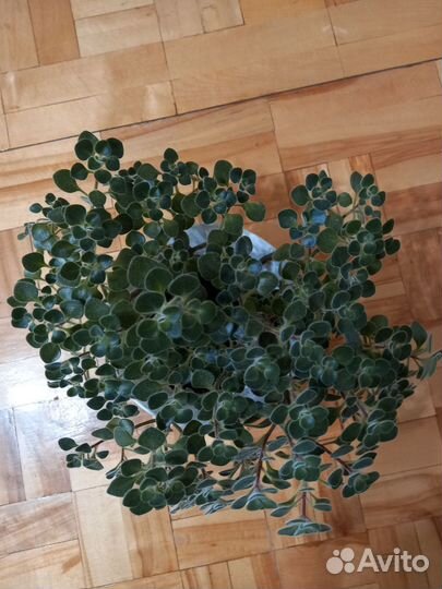 Аихризон дерево любви и счастья