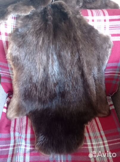 Шкуры бобра