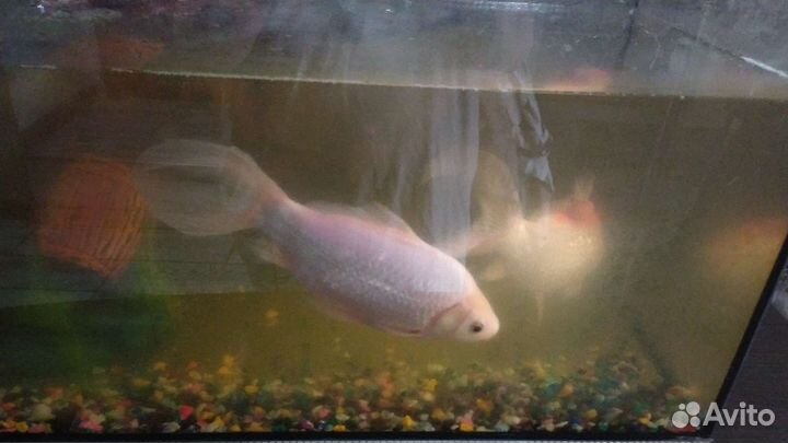 Живая рыба для пруда